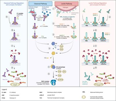 Distinction of early complement classical and lectin pathway activation via quantification of C1s/C1-INH and MASP-1/C1-INH complexes using novel ELISAs